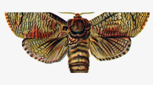 Top 5 Mariposas De España - Moth Png, Transparent Png, Transparent PNG