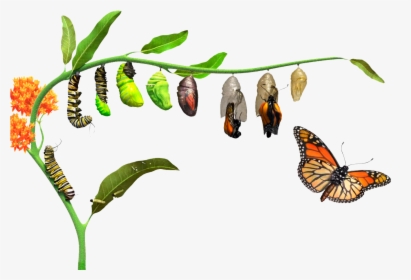 Caterpillar To Butterfly Stages, HD Png Download, Transparent PNG