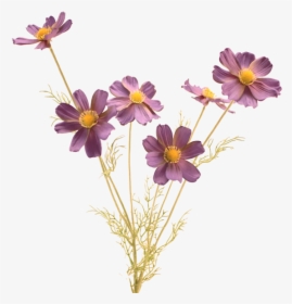 Luxury Purple Blue Cosmos - Flirty Good Morning Message For Him, HD Png Download, Transparent PNG