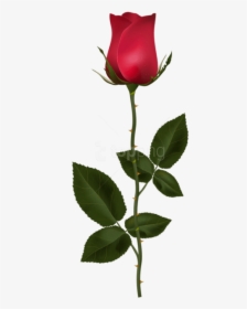 Download Red With Images - Rose With Stem Png, Transparent Png, Transparent PNG