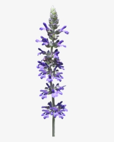 Flower Stem Blue Free Photo - Lavender Flower Stem Png, Transparent Png, Transparent PNG