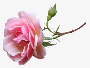 Flower, Pink, Fragrant, Rose, Stem, Bud, Cut Out - Garden Roses, HD Png Download, Transparent PNG