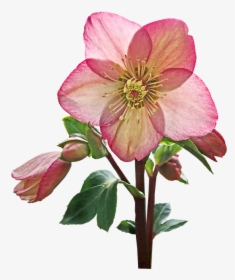 Flower, Helebore, Pink, Stem, Cut Out, Isolated, Garden - Hellebore, HD Png Download, Transparent PNG