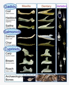 Identify Fish Bones, HD Png Download, Transparent PNG