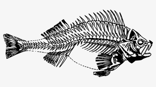 Line Art,skeleton,monochrome Photography - Fish Skeleton Transparent, HD Png Download, Transparent PNG