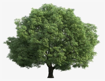 Green Tree Png Clip Art Best Web - Tree Top Transparent Background, Png Download, Transparent PNG