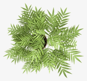 Transparent Flowering Tree Png - Plant Top View Png, Png Download, Transparent PNG