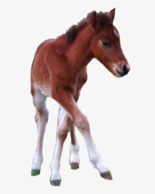 Horse And Foal Png - Horse Foal Transparent Background, Png Download, Transparent PNG