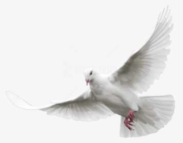 White Doves Png - Transparent Background Dove Png, Png Download, Transparent PNG