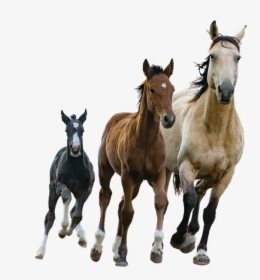 Foal - Small Medium Large Horses, HD Png Download, Transparent PNG