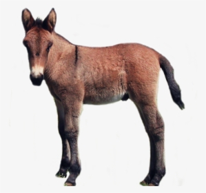 Baby Donkey Laying Down Transparent Background , Png - Foal Png, Png Download, Transparent PNG