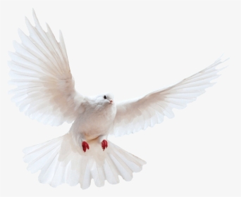 White Dove Transparent Image Bird Image With Transparent - Dove Png Transparent Background, Png Download, Transparent PNG