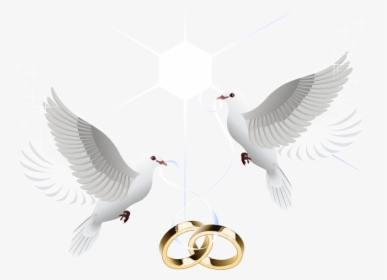 Ring Vector Marriage Wedding Download Hd Png Clipart - Transparent Wedding Dove Png, Png Download, Transparent PNG