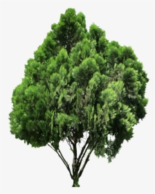 20 Livre Árvore Png Imagens - Oriental Arbor Vitae Png, Transparent Png, Transparent PNG