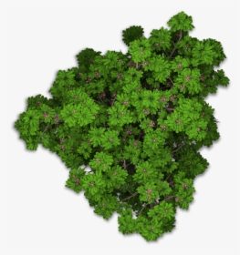 Www - Playcast - Ru - Bushes Png - Tree Png Top View - Plant Top View Png, Transparent Png, Transparent PNG