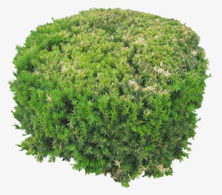 Plants Flowers Png Image Top View - Png Trees And Plants Free Download, Transparent Png, Transparent PNG