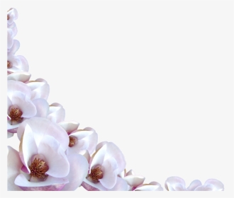 Magnolia-family - Transparent Background Flower Border, HD Png Download, Transparent PNG
