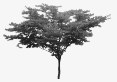 Transparent Background Tree Png Transparent, Png Download, Transparent PNG