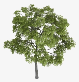 Tree Tree Tops, Trees Top View, Landscape Sketch, Landscape - Tree Facade Png, Transparent Png, Transparent PNG