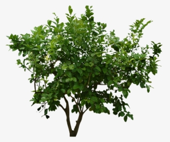Bush Png Image With Trees Top View Psd - Bush Cut Out Png, Transparent Png, Transparent PNG