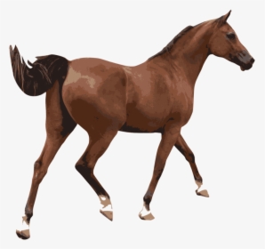 Foal,mare,horse - Imagenes De Un Caballo Png, Transparent Png, Transparent PNG