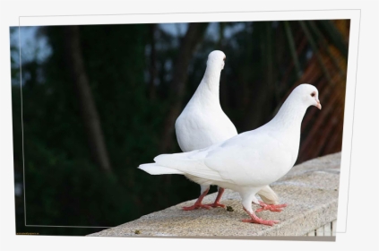 Transparent Wedding Dove Png - White Two Pigeon Bird, Png Download, Transparent PNG