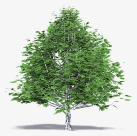 Beechwood Tree Top View , Png Download - Christmas Tree, Transparent Png, Transparent PNG