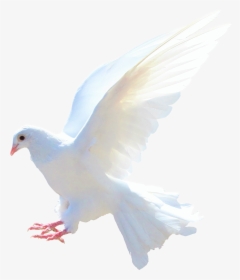 Dove Png - Dove - Dove Png, Transparent Png, Transparent PNG