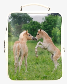 Haflinger Horses Cute Funny Pony Foals Playing Horse - Foals Playing, HD Png Download, Transparent PNG