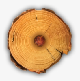 Timber Tote Log Top View - Log Top View Png, Transparent Png, Transparent PNG