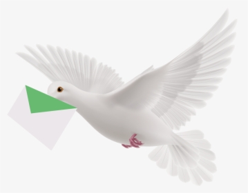 Pigeon Png - White Flying Pigeon Png, Transparent Png, Transparent PNG