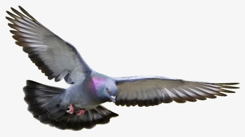 Dove Transparent Png Pictures - Transparent Background Flying Pigeon Png, Png Download, Transparent PNG