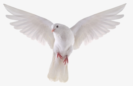 Columbidae Domestic Pigeon Bird Stock Photography Royalty-free - White Dove Transparent Background, HD Png Download, Transparent PNG