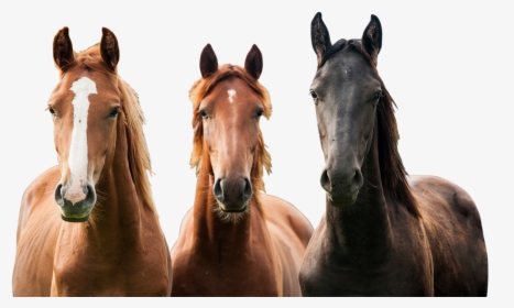Foal - Horses Png, Transparent Png, Transparent PNG