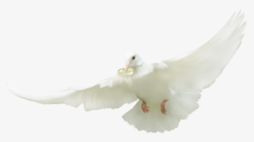 ♥ Tube Mariage - European Herring Gull, HD Png Download, Transparent PNG