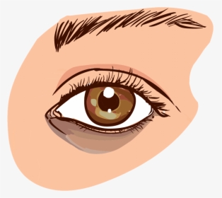 Brown Eyes Clipart Small Eye - Causes Dark Circles Eye, HD Png Download, Transparent PNG
