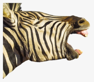 Horse Foal Hippopotamus Zebra Yawn - Teeth Horse Mouth Open Wide, HD Png Download, Transparent PNG