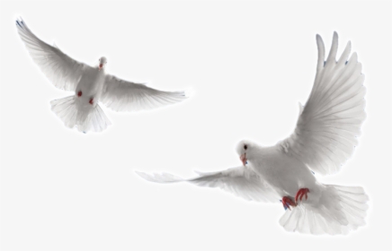 Arctic-tern - Dove Flying Png, Transparent Png, Transparent PNG