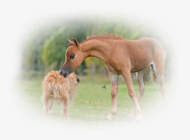 It Was An Amazing Foaling Season Most Of Them Are Offered - Foal, HD Png Download, Transparent PNG