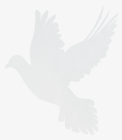 Stock Dove, HD Png Download, Transparent PNG