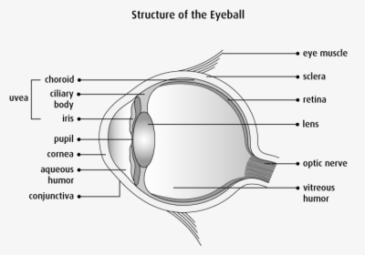 Clear Structure Of Eye, HD Png Download, Transparent PNG