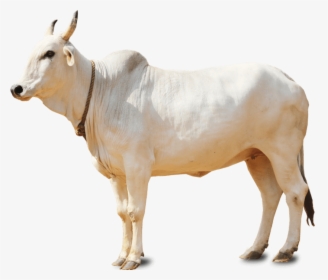 Indian Cow Png, Transparent Png, Transparent PNG
