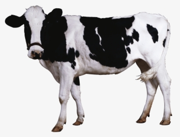 Black White Cow - Cow Png, Transparent Png, Transparent PNG