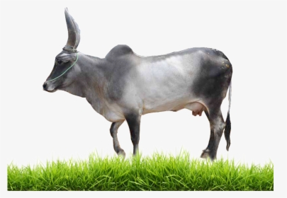 Transparent Baby Cow Png - Indian Cow Images Hd Png, Png Download, Transparent PNG