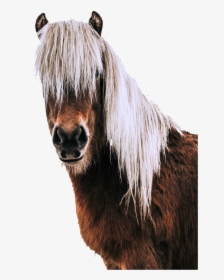 Portrait,horse Head,animal World,free - Blonde Horse Mane Icelandic, HD Png Download, Transparent PNG