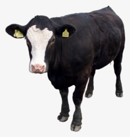 Black Cow Png Image, Download Picture - Black Cow Png, Transparent Png, Transparent PNG