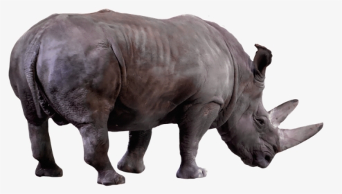 Animal, Wild Animal, Rhino, Africa, Animal World, Horn - Rhinoceros, HD Png Download, Transparent PNG