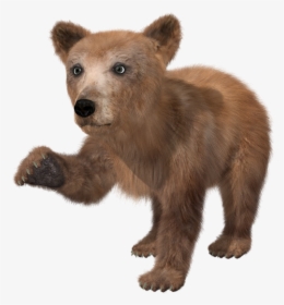 Bear, Brown Bear, Young, Toon, Teddy, Fur, Wild Animal - Baby Bear Transparent Background, HD Png Download, Transparent PNG