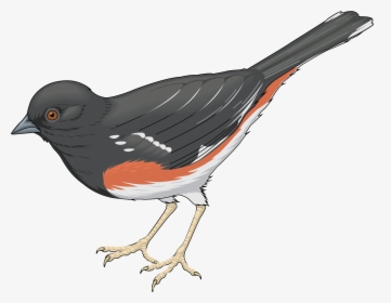 Grey Bird Png Clipart - Realistic Bird Clipart, Transparent Png, Transparent PNG