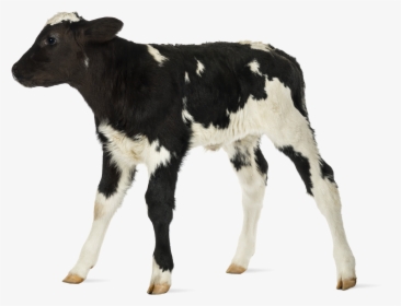 Baby Cow White Background, HD Png Download, Transparent PNG